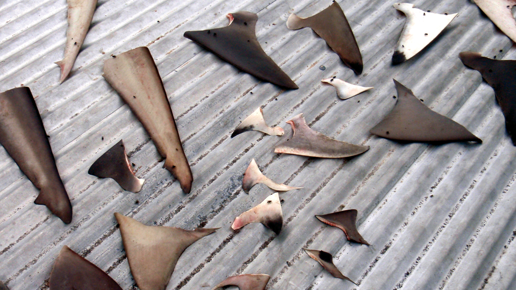 La collecte des ailerons de requins, rare monnaie d’échange pour les villageois, mais pratique regrettable encouragée par la consommation asiatique…