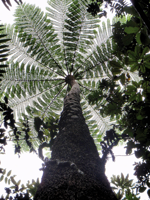 Chronique Nouvelle Caledonie
