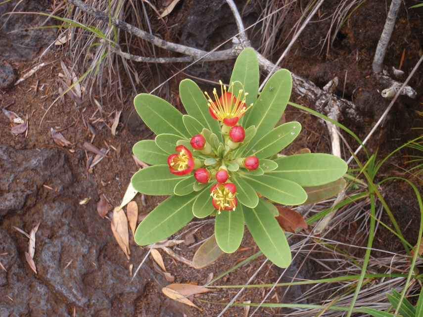Chronique Nouvelle Caledonie