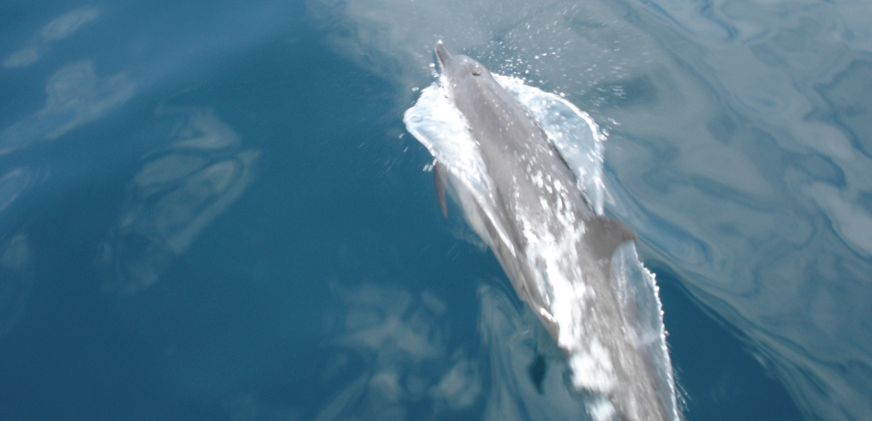 Les dauphins viennent jouer dans les étraves du Catathaï 34. Toujours un grand moment !