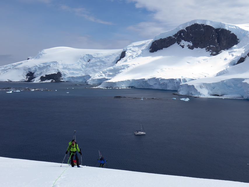 Libellule en Antarctique