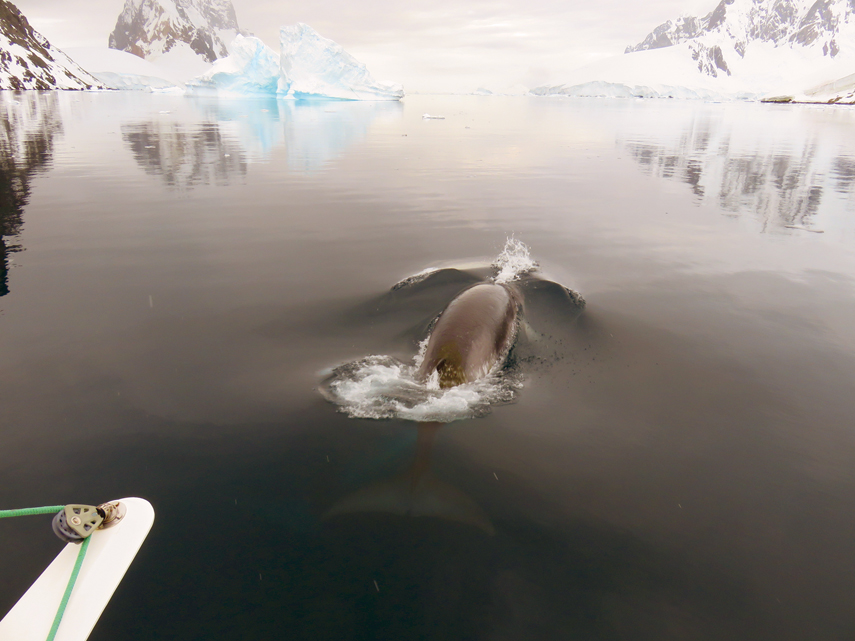 Libellule en Antarctique