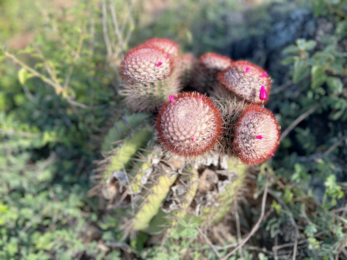 Les îles Vierges constituent  la résidence de quelques espèces endémiques comme ces  melocactus.