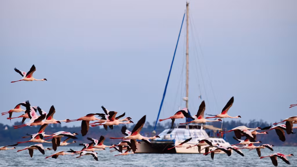 Des dizaines de flamants roses s’envolent de la plage en direction des mangroves. Ils ne peuvent pas passer plus près !