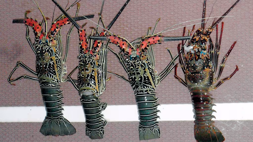 Pêche à la langouste dans l’immense lagon de Tagula