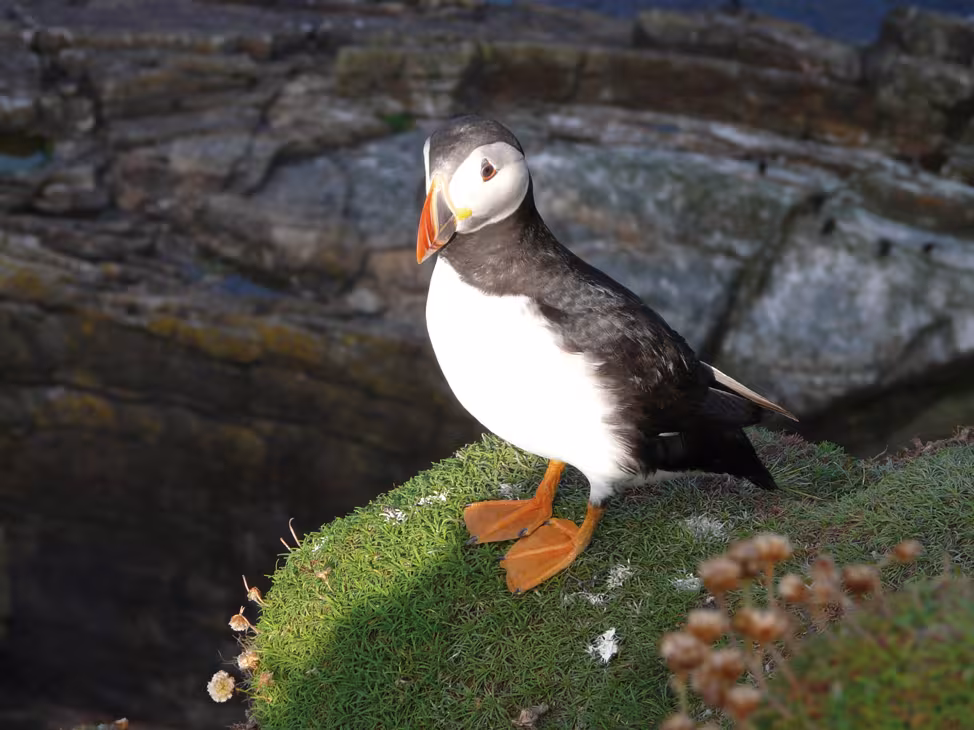 L'emblème comestible des Shetlands…