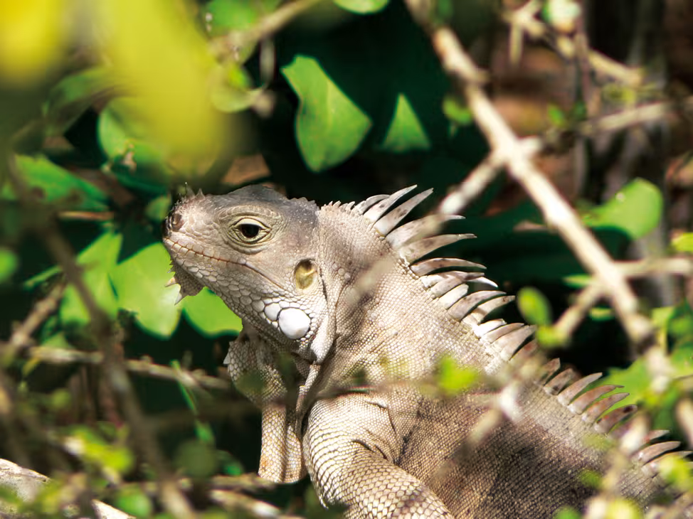 Attendez-vous à rencontrer nombre de ces charmantes créatures. L'iguane pullule en effet dans l'archipel.