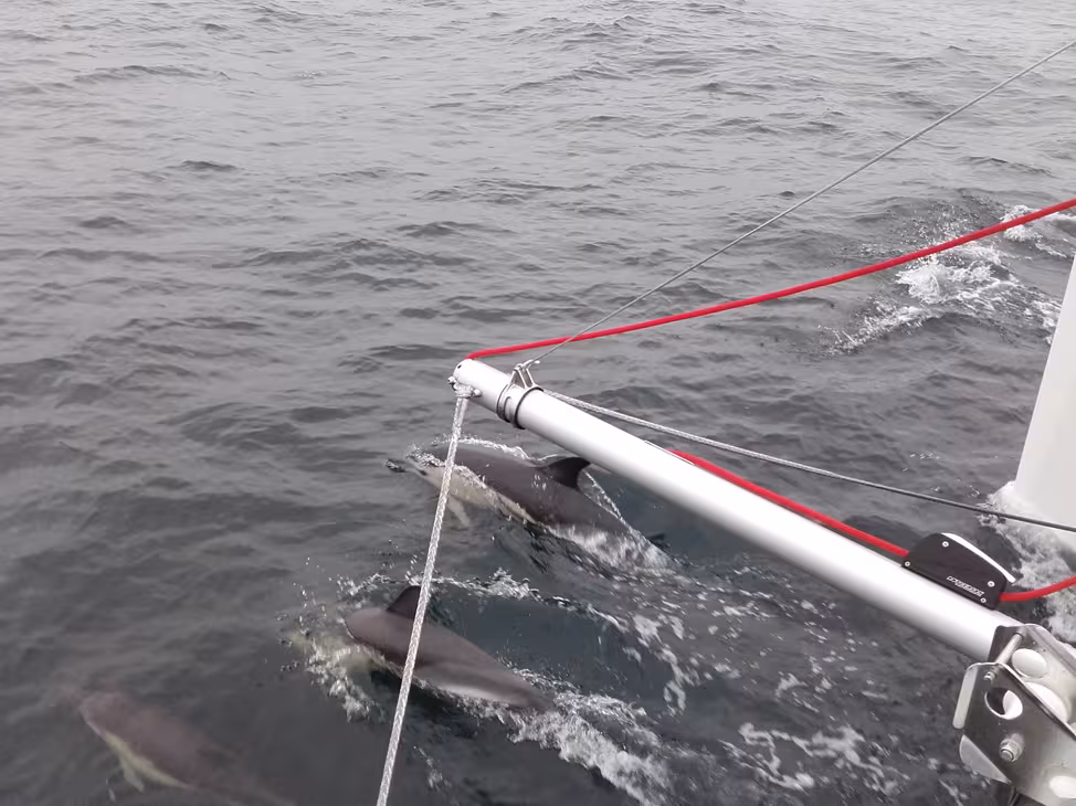 Après quelques heures seulement en pleine mer, les premiers dauphins viennent à notre rencontre. 