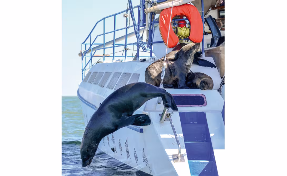 Nos nouvelles amies les otaries, dont Riri, qui reviendra plusieurs fois nous voir, très docile.