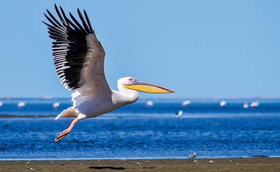 Les pélicans de Walvis Bay.