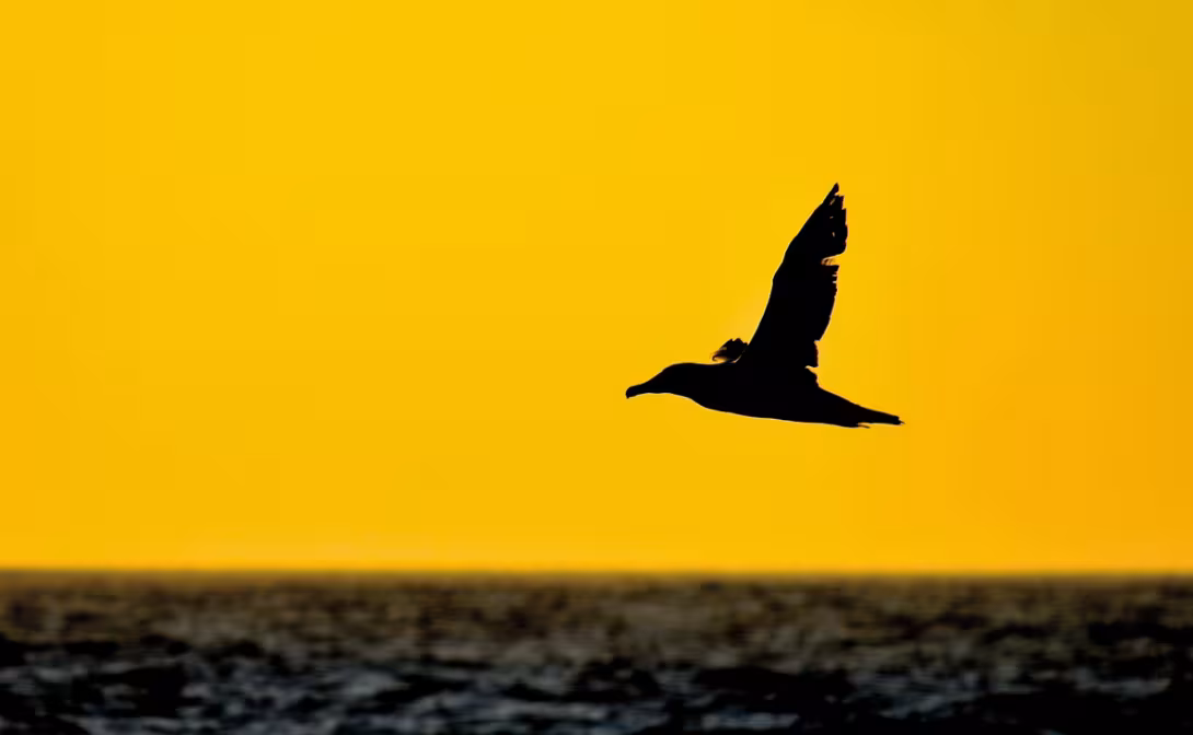 Les albatros sont nombreux en mer.