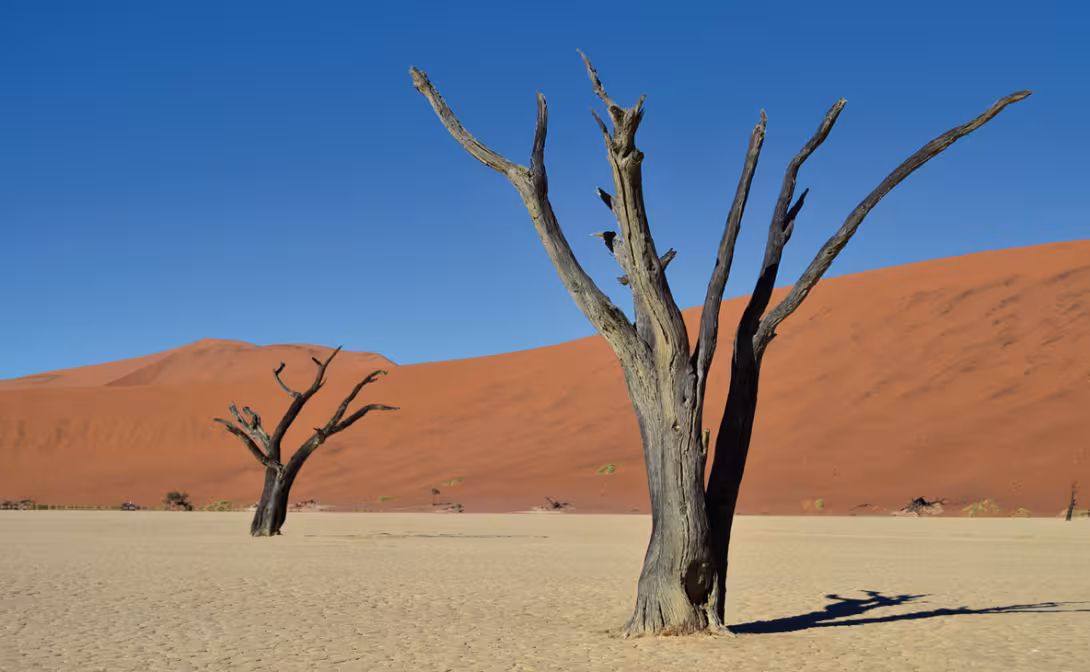 Le lac asséché et les arbres pétrifiés de Deadvlei.