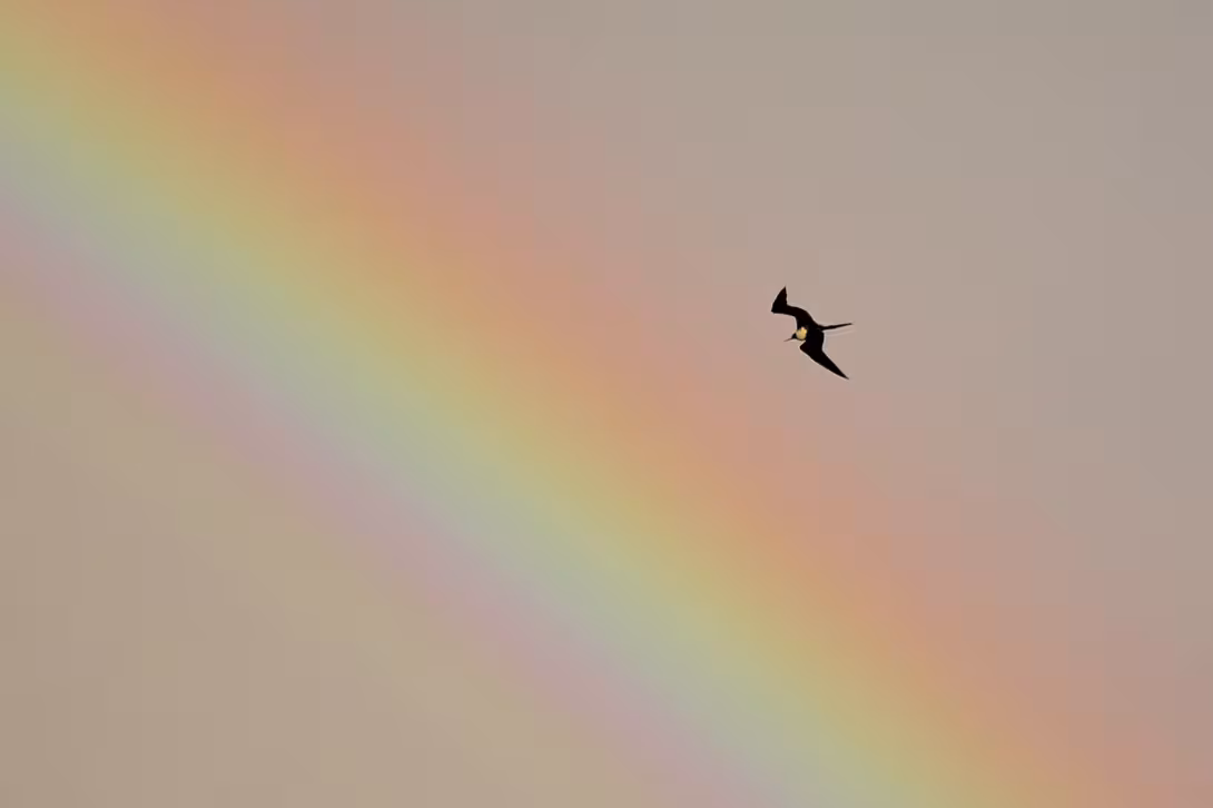 Il y a beaucoup d’arcs-en-ciel à Ronde du fait qu’il bruine fréquemment sur l’île.