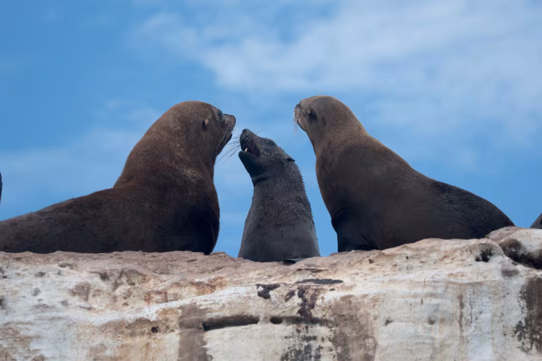 Vous reconnaissez bien sûr ces adorables toutous des mers ! D’ailleurs, sans même les voir, nous savons qu’ils sont tout près grâce à leur odeur caractéristique – et pourtant unique, puisque les otaries sont précisément capables de se reconn